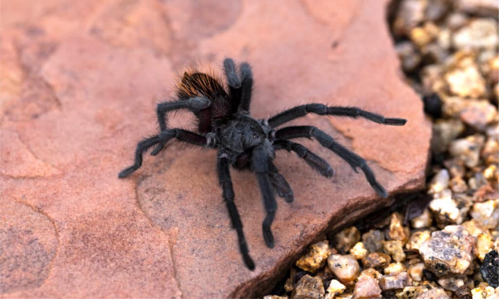 tarantola nera del Grand Canyon