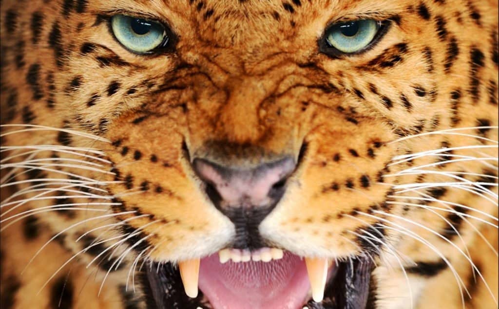 denti di leopardo