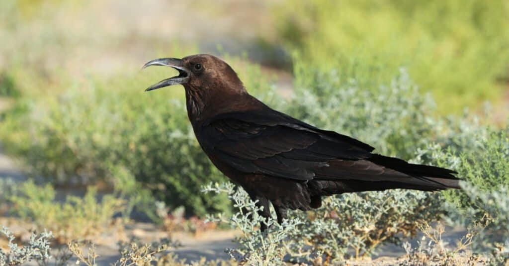 Corvi più grandi - Corvo dal collo marrone