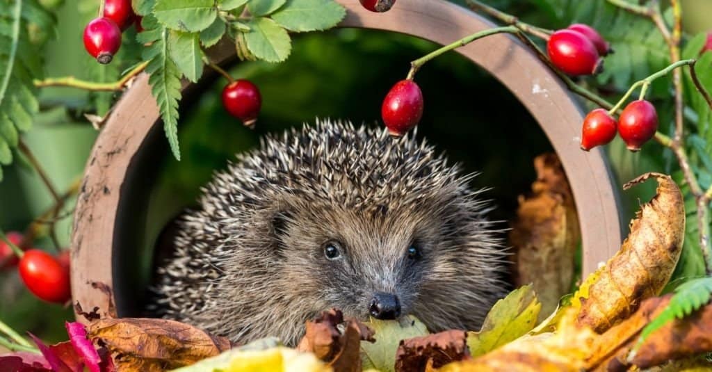 echidna contro riccio