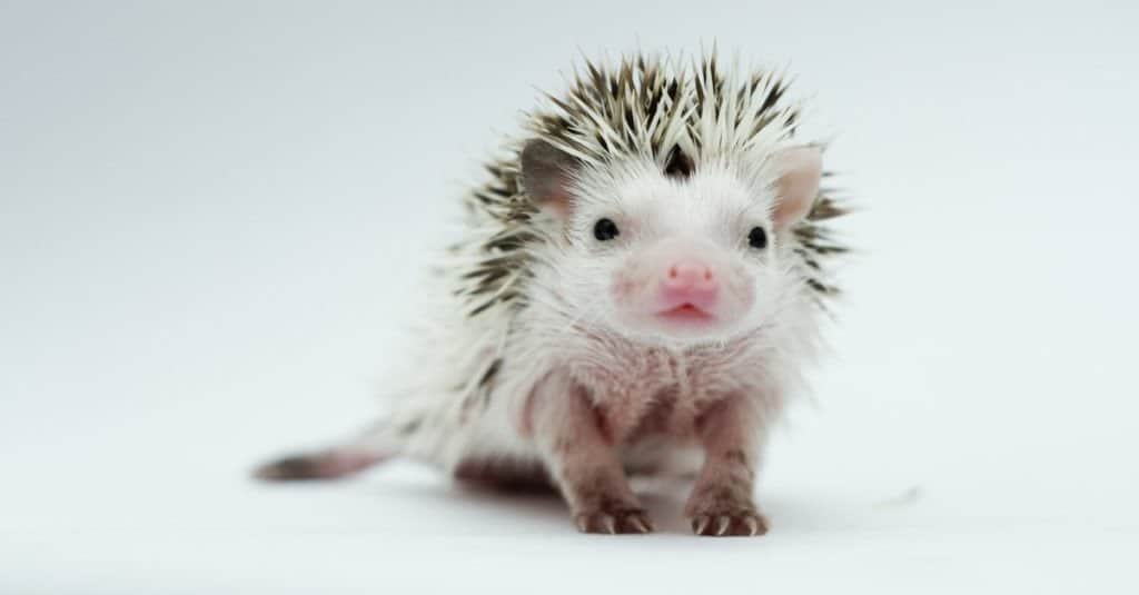 echidna contro riccio