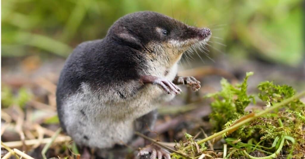 Animali che usano l'ecolocalizzazione