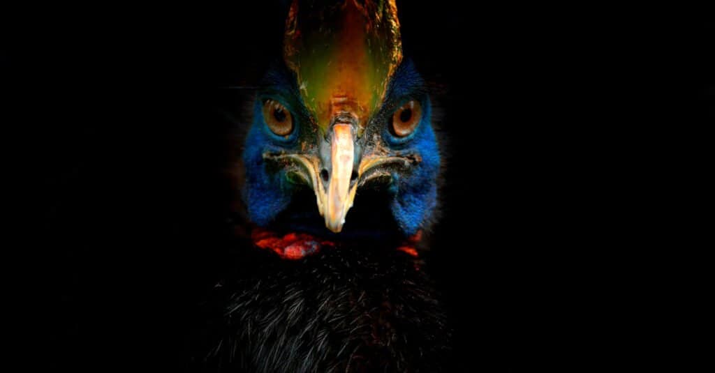 Attacco Casuario - Faccia Isolata