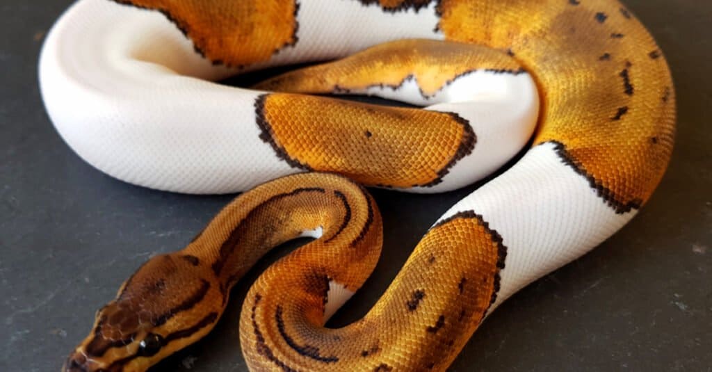 serpenti più carini del mondo