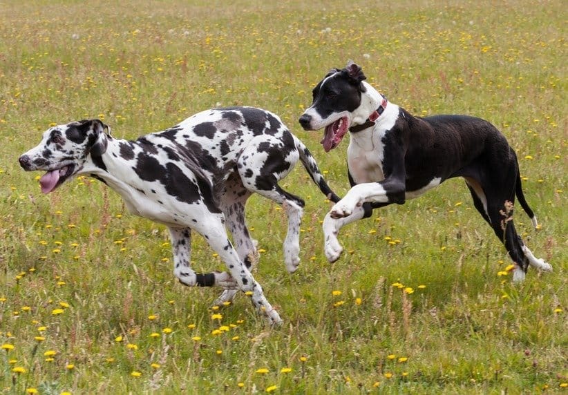 miglior cane di grossa taglia - Great Dane