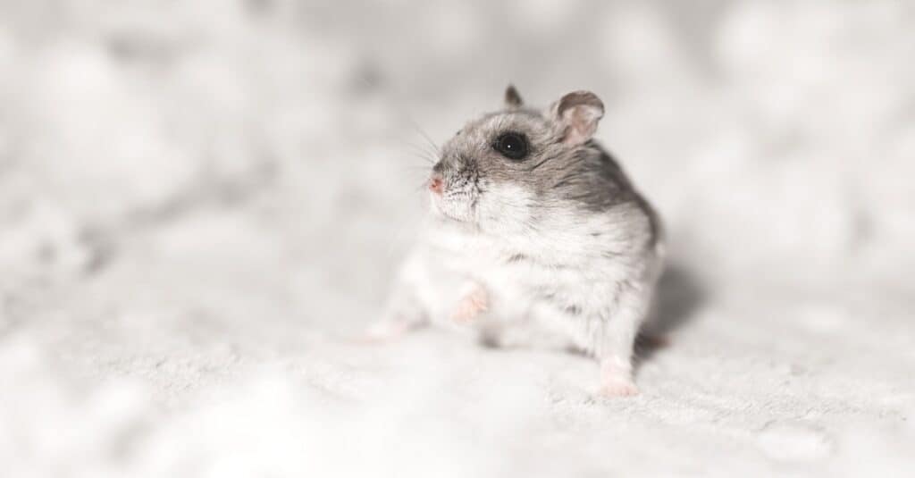 ratto contro criceto