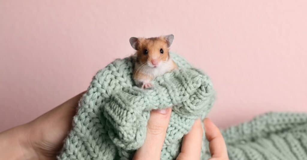 ratto contro criceto