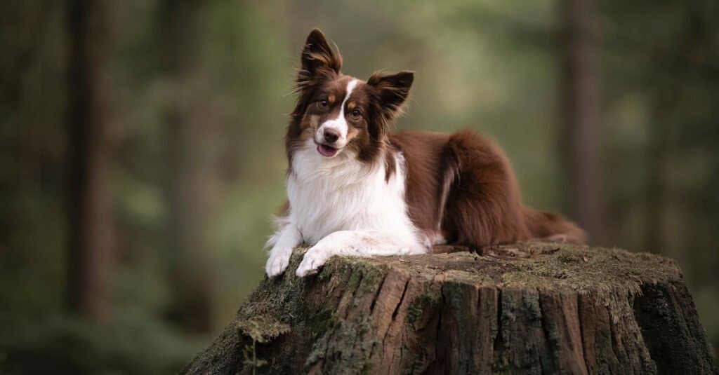 Tipi di cani da pastore - .  Pastore americano in miniatura
