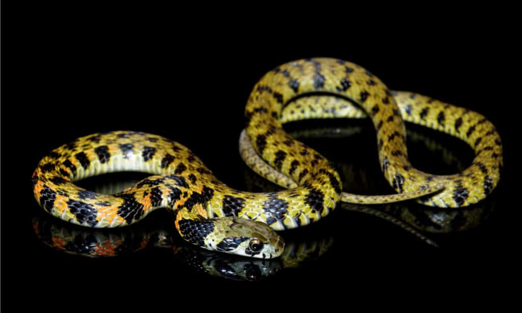 chiglia di tigre