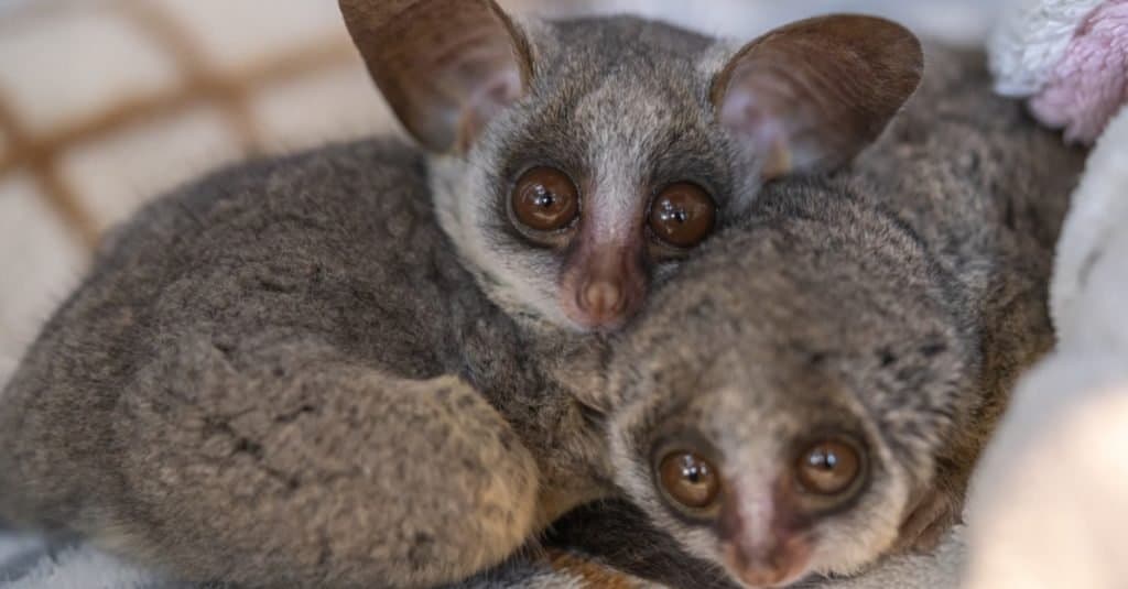 Bush baby è un animale domestico esotico.  Sono molto carini.