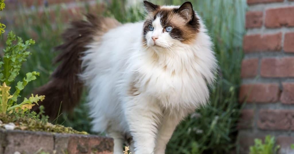 Gatto Ragdoll lanuginoso adulto fuori.