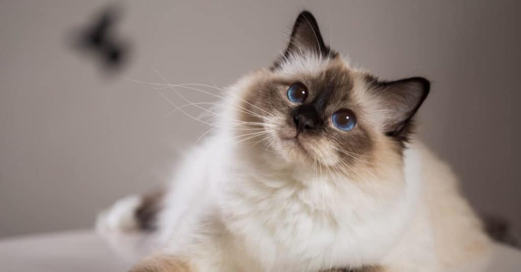 Primo piano di Birman, sdraiato su un tavolo.