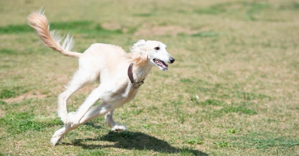 Razze di cani più antiche - Saluki