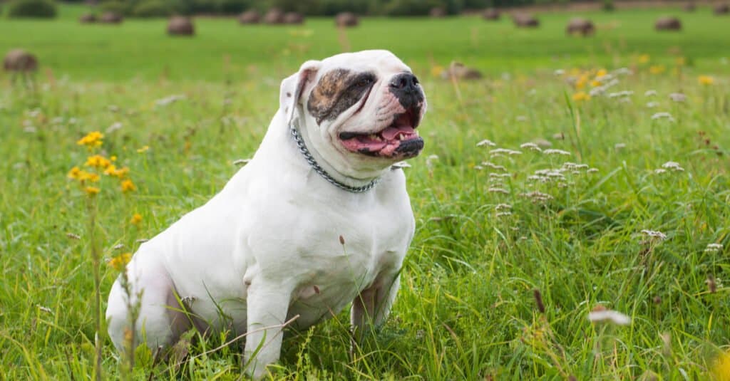 Bulldog americano seduto in erba con la lingua fuori