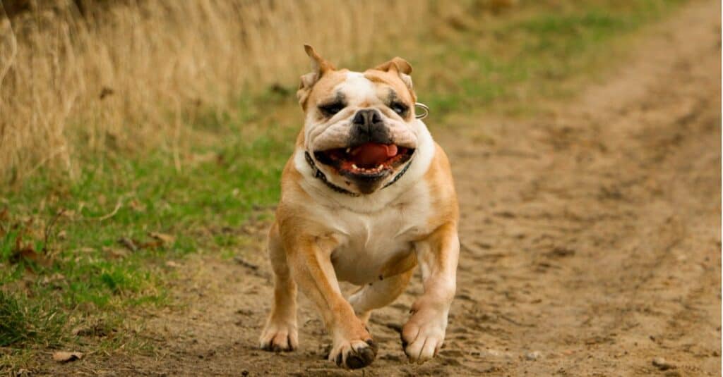 bulldog francese contro bulldog inglese