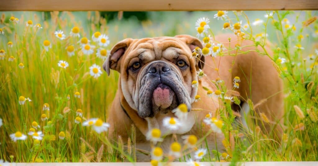 Bulldog inglese nel campo dei fiori