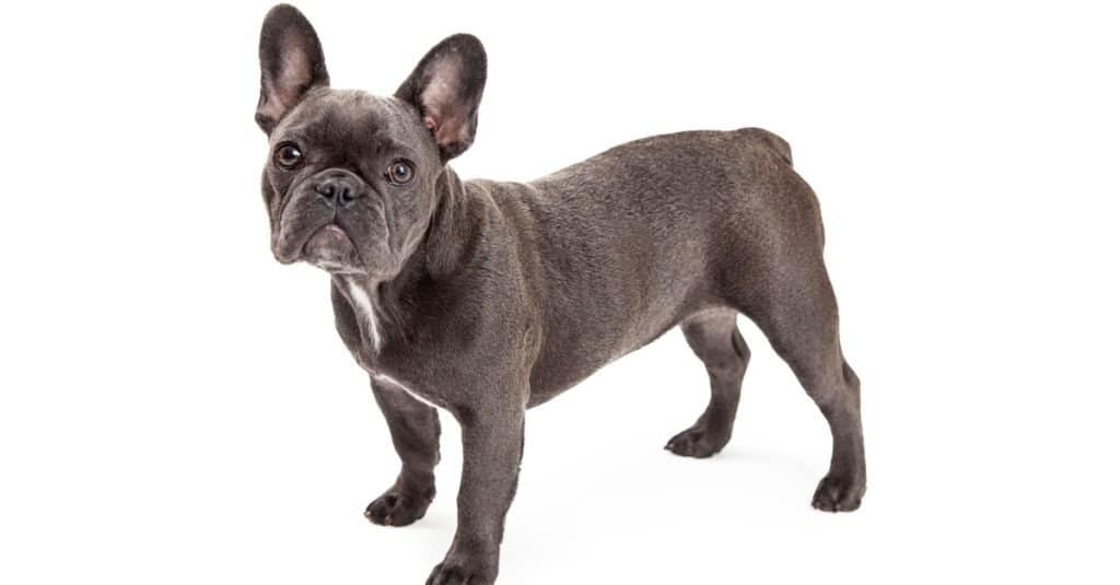 Bulldog francese isolato