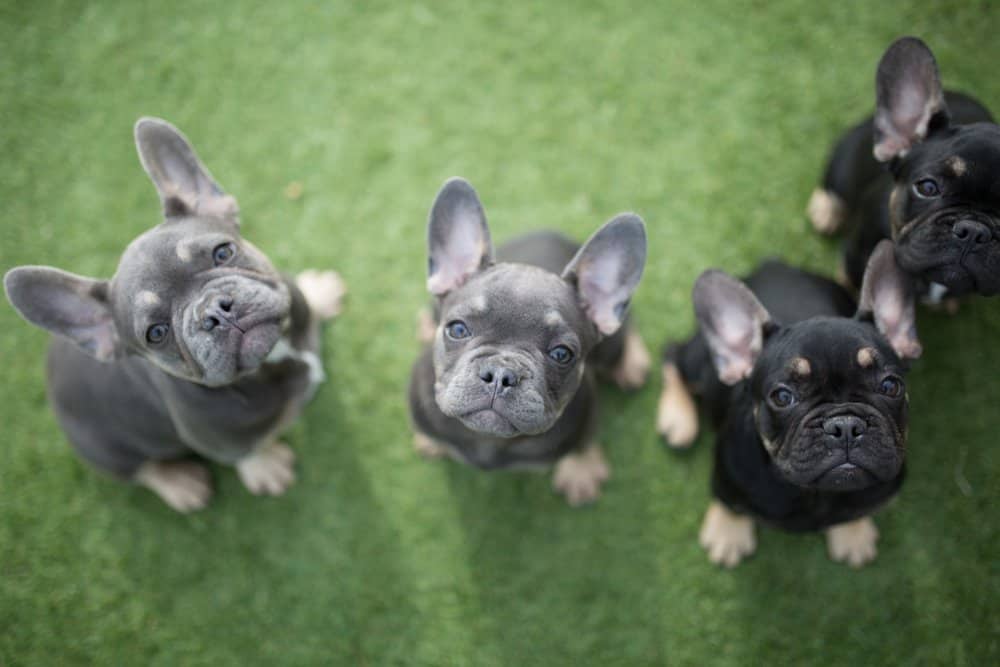 Quanto tempo vivono i bulldog francesi?