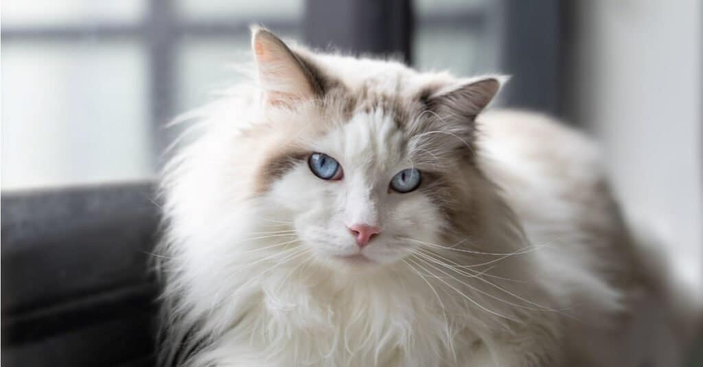 Gatti più alti - Ragdoll