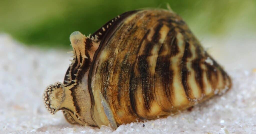 Cozze zebra (Dreissena polymorpha) in stagno.