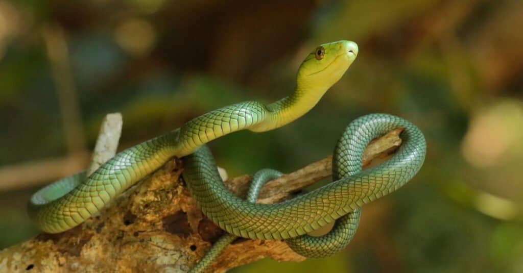 Mamba verde giovanile che colpisce una posa.  I giovani sono di colore blu-verde, diventando verde brillante quando sono lunghi circa 75 centimetri (2 piedi 6 pollici).