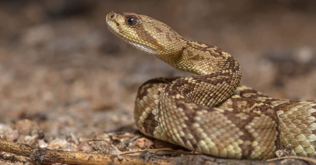 bambino serpente a sonagli arrotolato