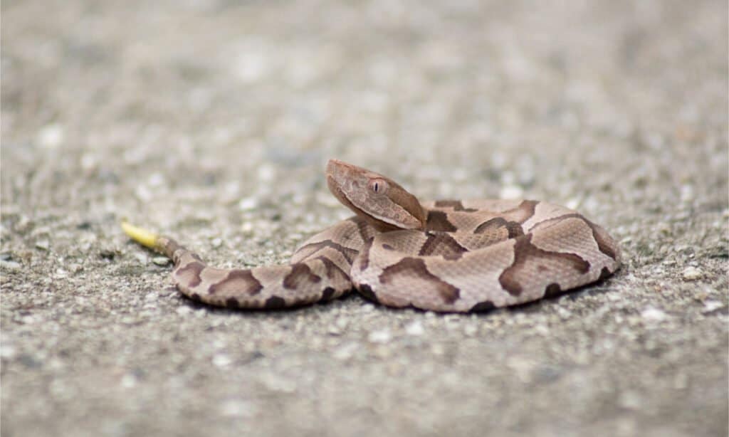 Bambino serpente a sonagli sul marciapiede