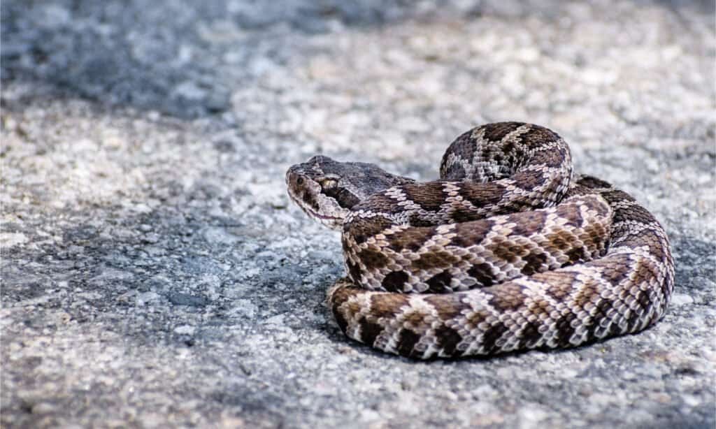 Chiusura del giovane Rattlesnake del Pacifico meridionale