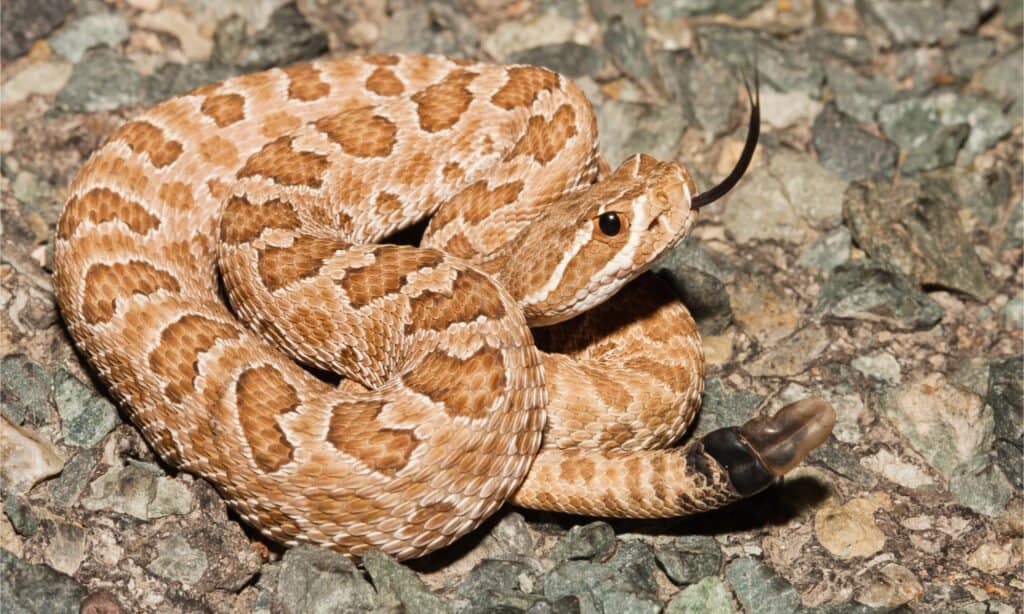 Serpente a sonagli della prateria