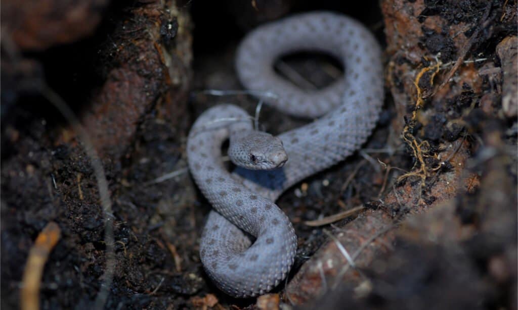 Un giovane serpente a sonagli a macchie gemelle dell'Arizona meridionale.