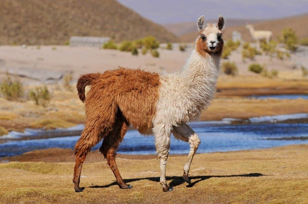 Lama contro cammello