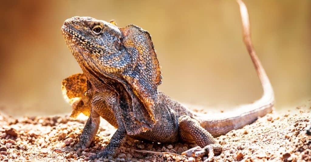 Primo piano della lucertola del collo arricciata (Chlamydosaurus kingii) a terra