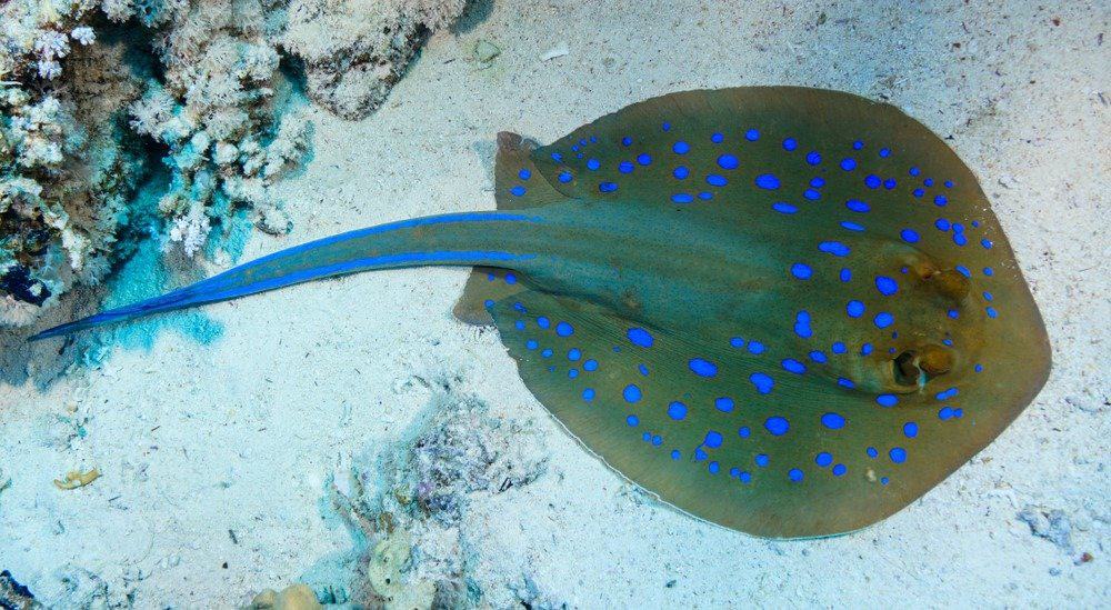 Stingray al Mar Rosso, Egitto