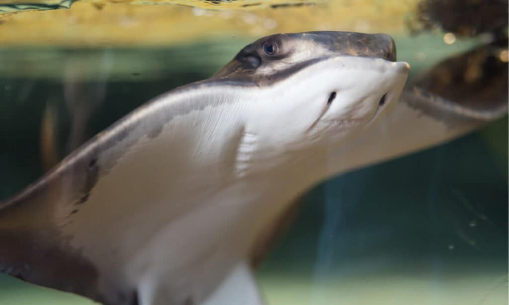 Raggio di pipistrello in acquario 