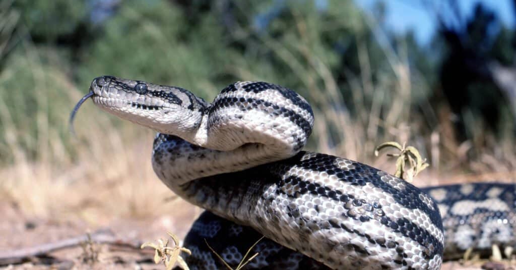 serpenti più carini del mondo