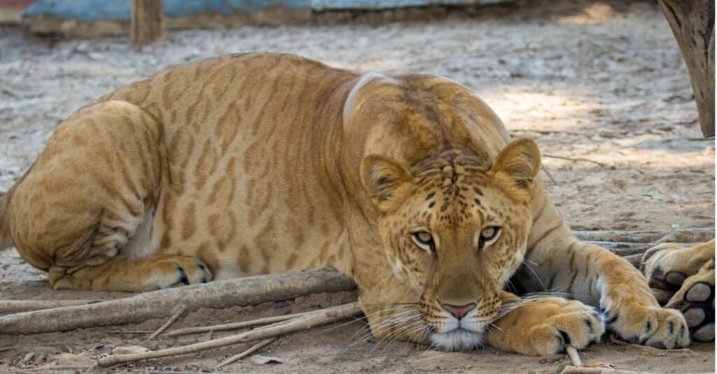 I gatti più forti sono Liger