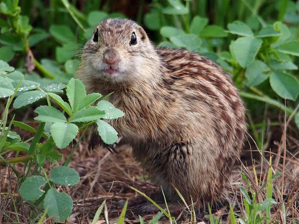 Un Gopher in Minnesota, USA.