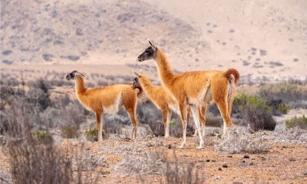 guanaco