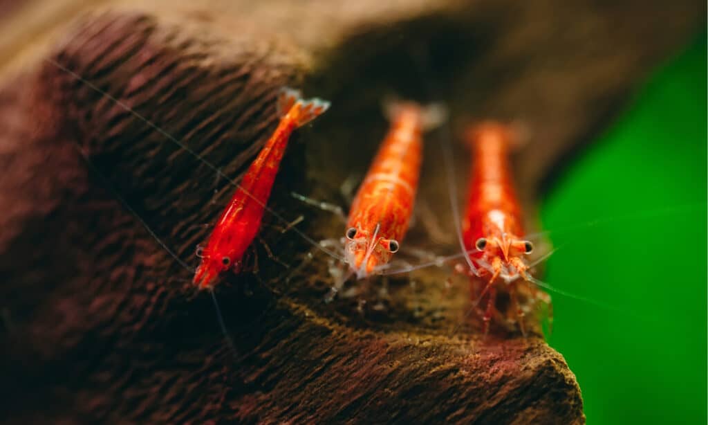 Nano rosso fuoco ciliegia