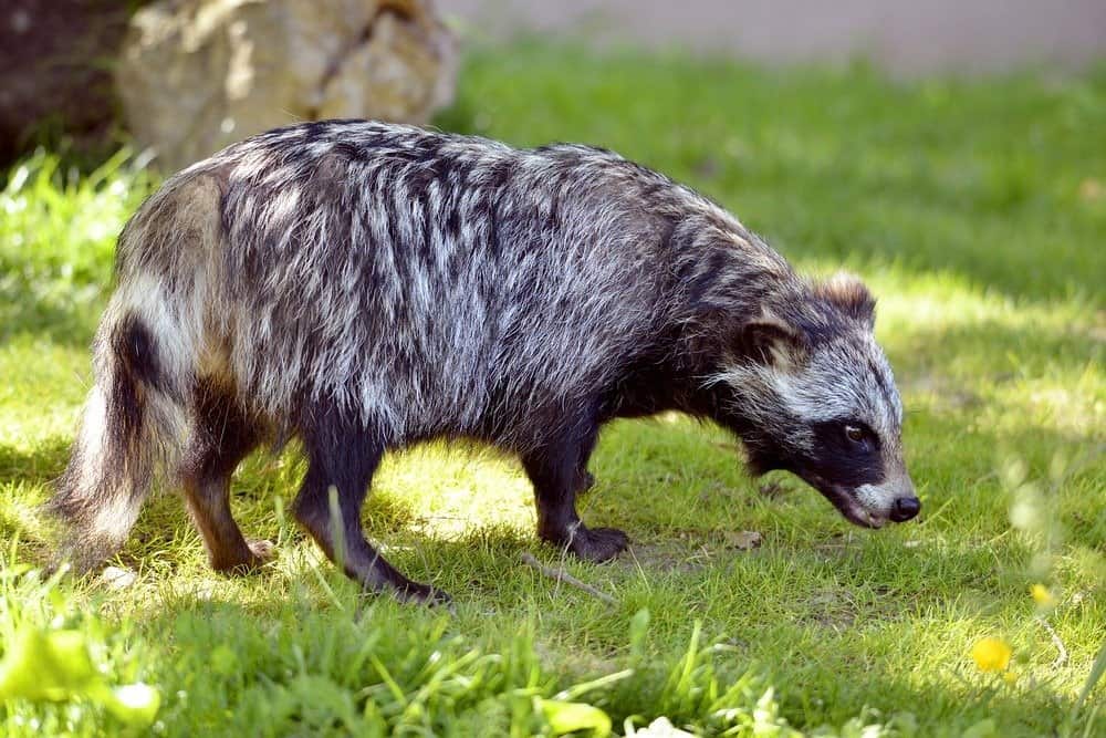Cane procione sull'erba visto dal profilo