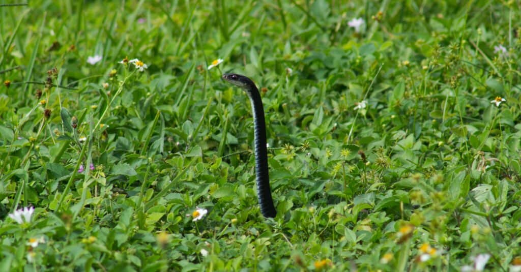 corridore nero contro serpente di ratto