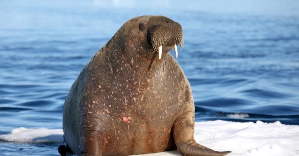 Animali barbuti