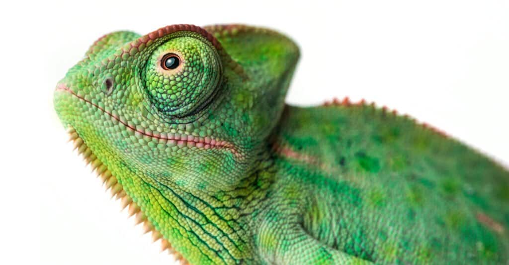Animali con grandi occhi – camaleonte