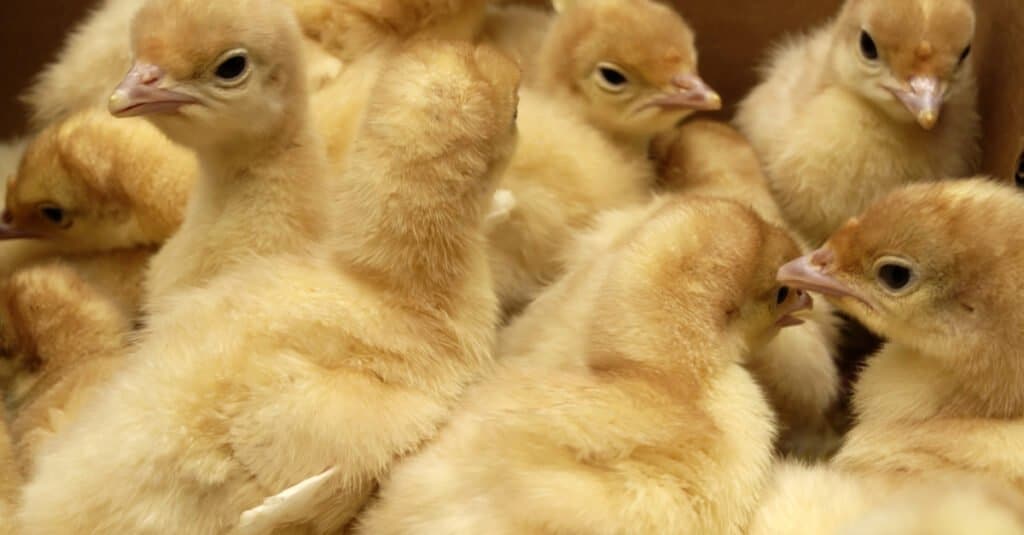 Baby Turkey - Pollame di tacchino