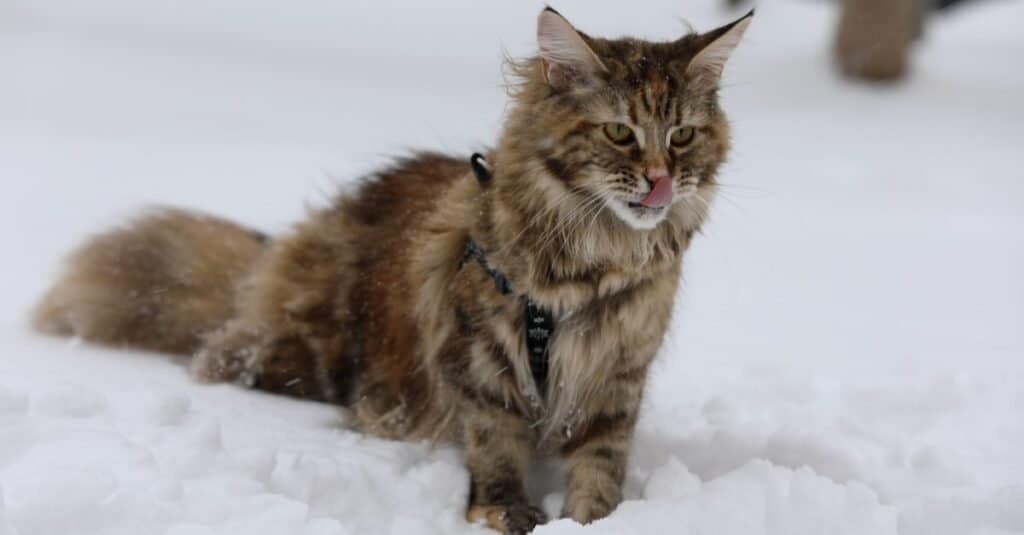 I gatti più amichevoli - Maine Coon