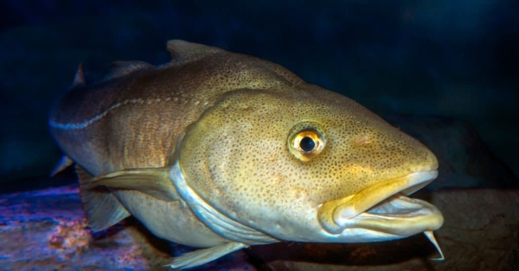 Baccalà atlantico, Gadus morhua, ritratto, primo piano
