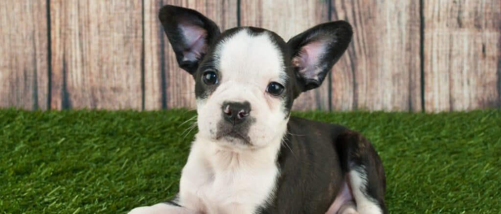 Cucciolo di Frenchton in erba