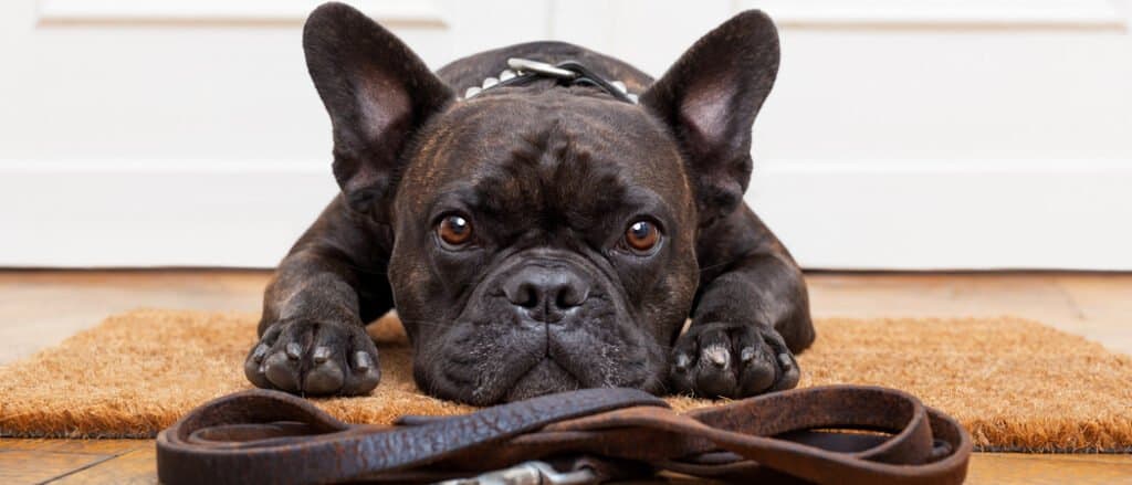 Bulldog francese sdraiato davanti al guinzaglio