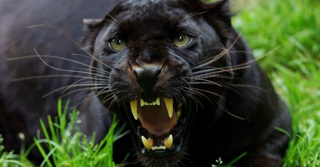 pantera-nera-che-mostra-i-denti