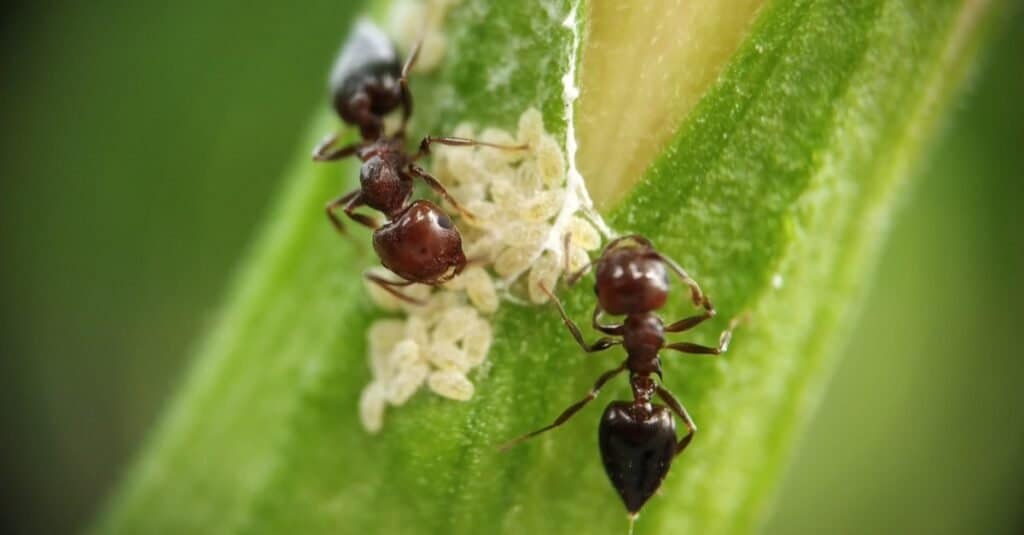 formica carpentiere vs formica nera